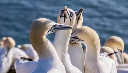 女子网球世界杯全球总决赛将落户深圳