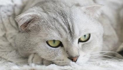 女子网球世界杯全球总决赛将落户深圳