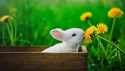 女子网球世界杯全球总决赛将落户深圳